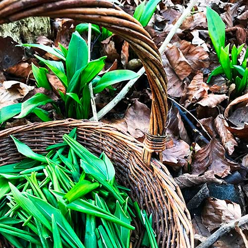 Tidigt på våren är det säsong för att plocka ramslök