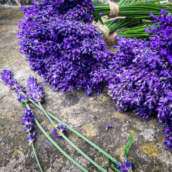 Lavendel | Ludvigslunds Skafferi