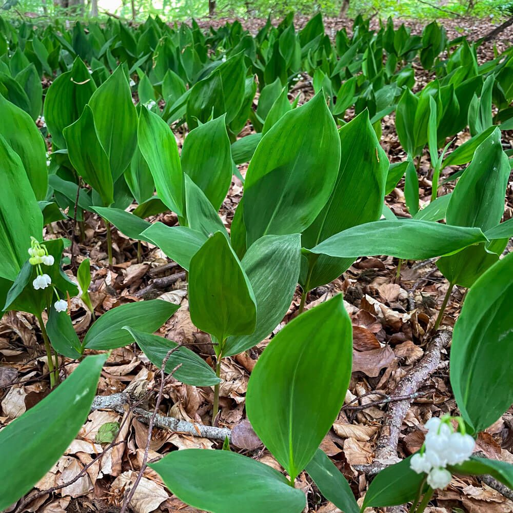 Liljekonvalj kommer oftast i maj