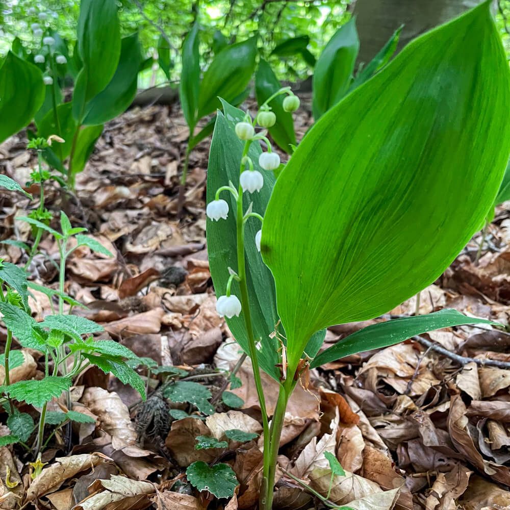 Liljekonvaljens blommor är klockformade