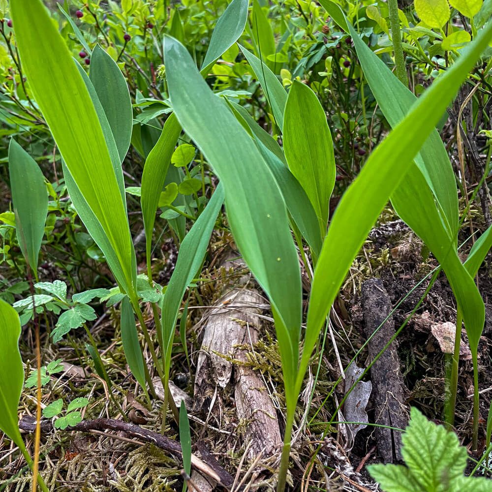 Liljekonvaljens blad växer parvis