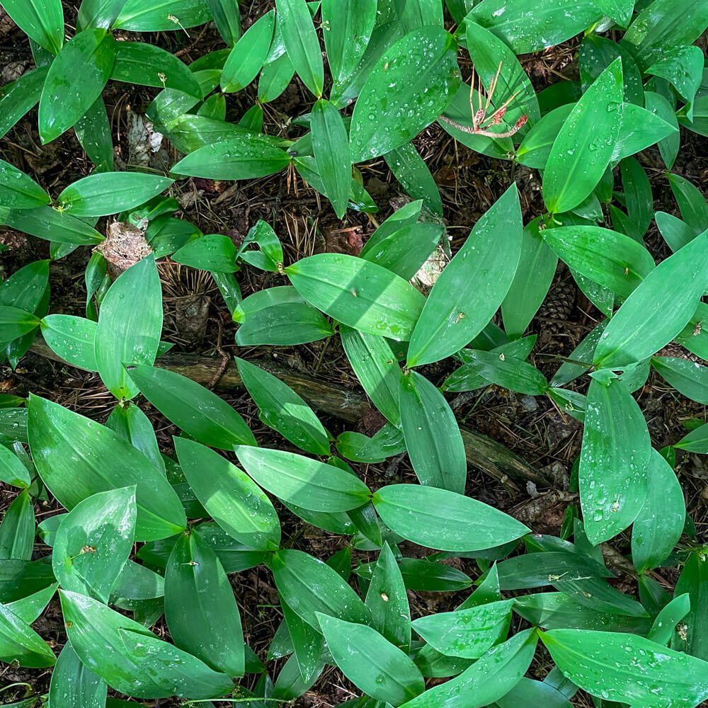 Liljekonvaljen kan liksom ramslöken bilda gröna mattor