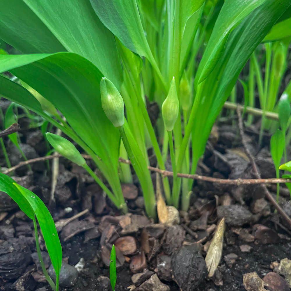 Ramslökens blad kommer en och en