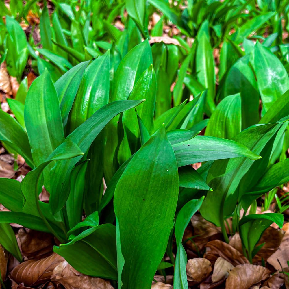 Ramslök förväxling