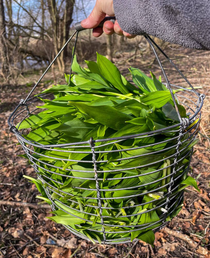 Plocka ramslök - det är svårt att hejda sig i tid